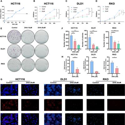 Dihydroartemisinin Suppresses the Tumorigenesis and Cycle Progression of Colorectal Cancer by Targeting CDK1/CCNB1/PLK1 Signaling